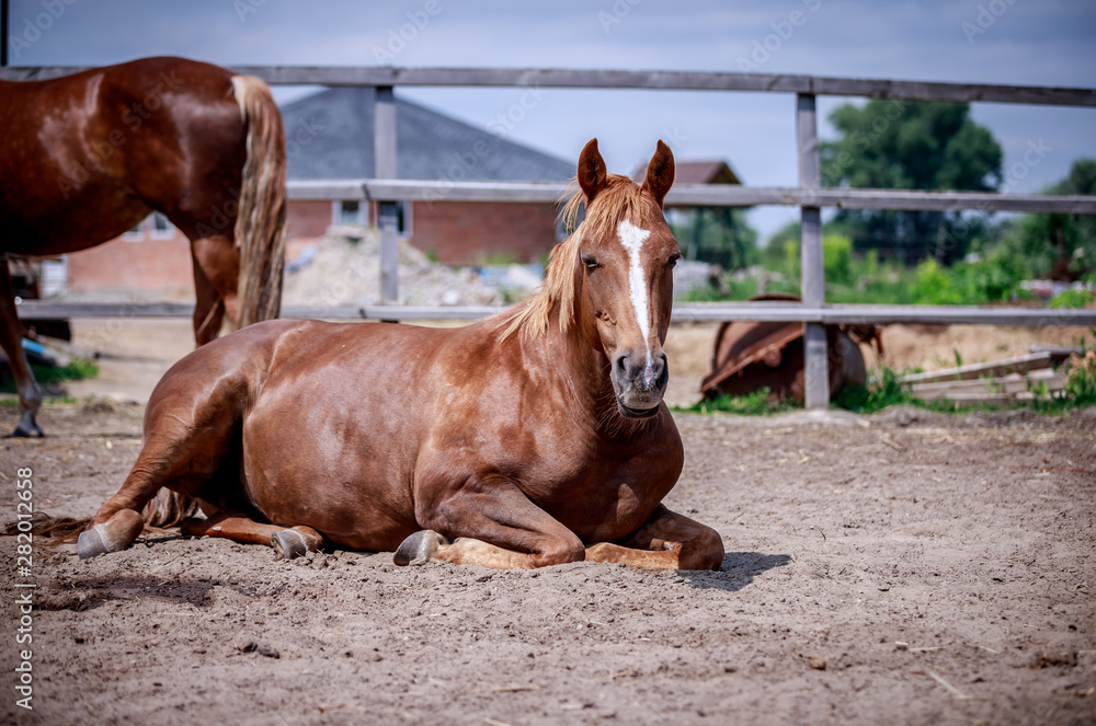 Red horse resting on the ground in the sun Red horse resting on the ground in the sun