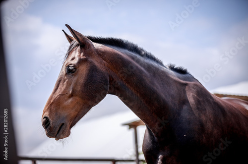 Portrait of a bay stallion on a sunny day
