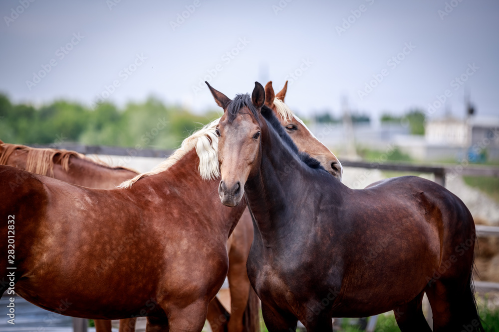 Horses scratch each other's teeth Horses scratch each other's teeth