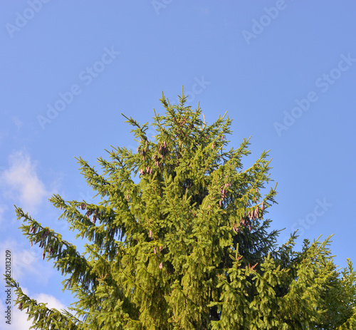 Spruce tree on blue sky.