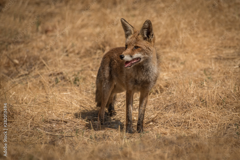 fox Vulpes vulpes fox spain fox Vulpes vulpes fox spain
