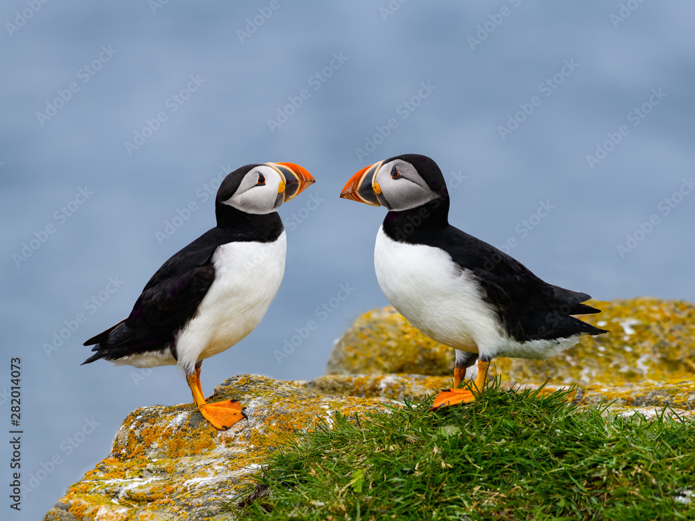 Fototapeta premium Two Atlantic Puffins Standing on Cliffs Rock, Closeup Portrait