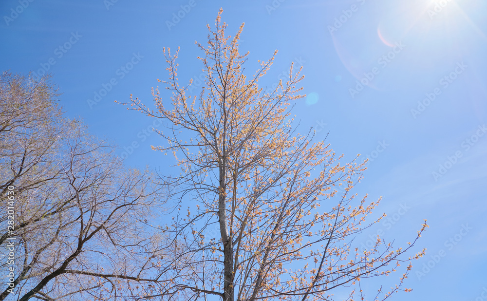 View on trees with yellow leaves on the clear blue sky with the sun View on trees with yellow leaves on the clear blue sky with the sun