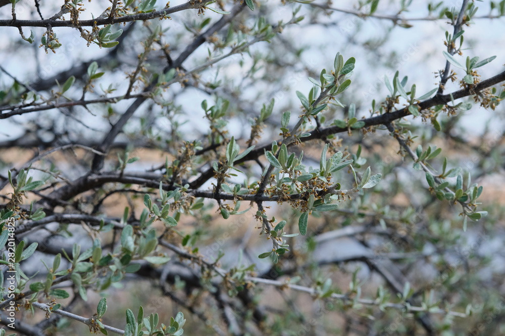 Small green leaves and yellow flowers on branches of a tree with bright background Small green leaves and yellow flowers on branches of a tree with bright background