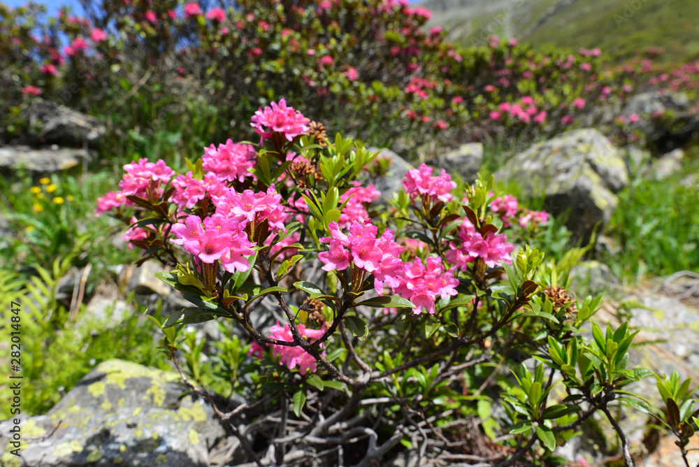 Bewimperte Alpenrose in Silvretta-Vorarlberg Bewimperte Alpenrose in Silvretta-Vorarlberg