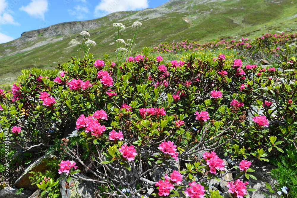 Fototapeta premium Bewimperte Alpenrose in Silvretta-Vorarlberg