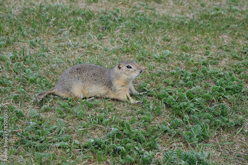 Wallpaper Mural Ground Squirrel eating grass on a field of green grass Torontodigital.ca