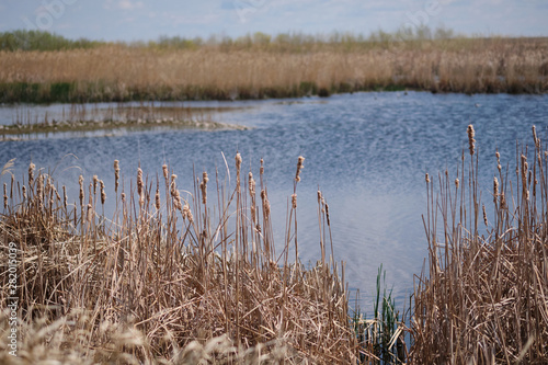 Fototapeta Naklejka Na Ścianę i Meble -  Giant reed grass with marsh on the background