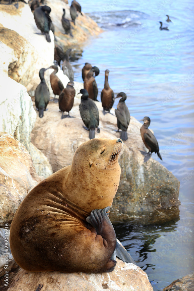 Fototapeta premium Young sea lion scratching and sharing space with cormorants