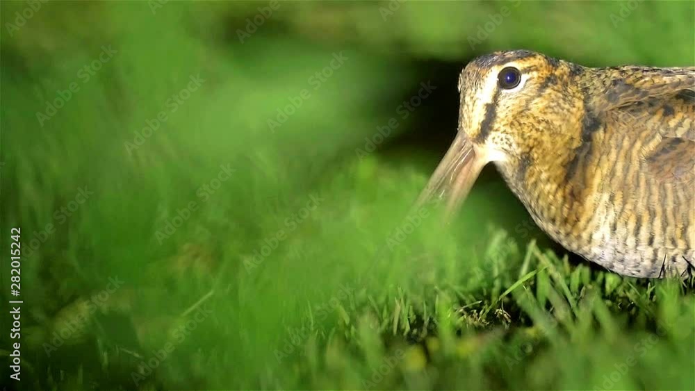 Woodcock feeding in grass at night Close shot of Woodcock in grass at night Woodcock feeding in grass at night Close shot of Woodcock in grass at night