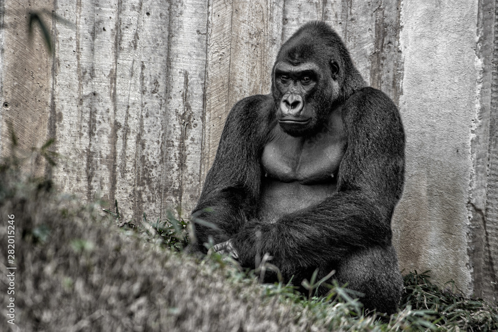 Gorilla. Full body shot and sitting down with back to wooden wall and looking at camera. Gorilla. Full body shot and sitting down with back to wooden wall and looking at camera.