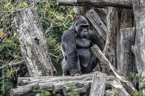 Gorilla. Full body and sitting on and surrounded by logs. Facing camera.