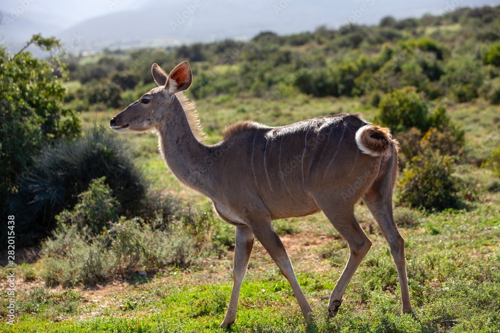 Fototapeta premium South African antelope 