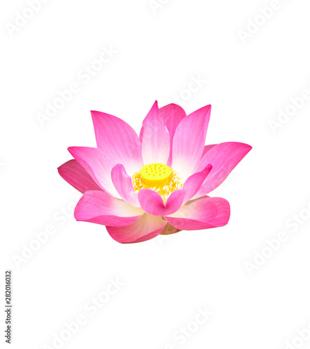 Fototapeta Naklejka Na Ścianę i Meble -  Beautiful lotus flower