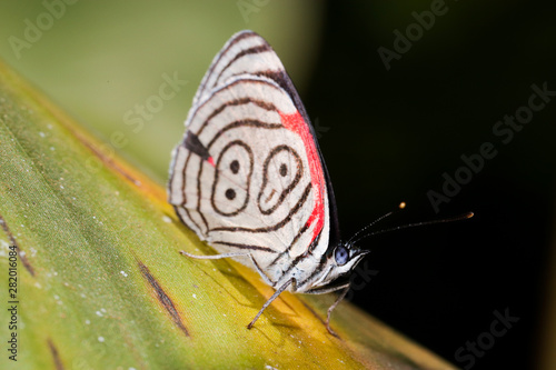 The Cramer's eighty-eight, Diaethria clymena meridionalis, on the banana leaf. One of the most beautiful butterflies from Brazil. photo
