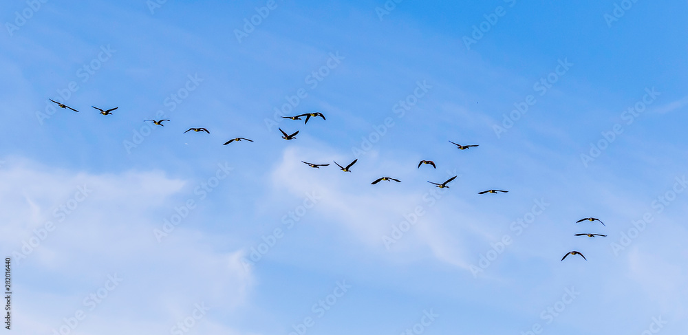 flock of Canadian geese in blue sky 