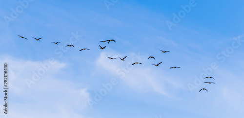 flock of Canadian geese in blue sky 