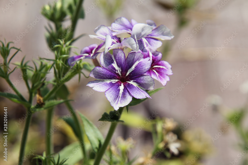 Close Up of Purple and White Striped Flowers in the Sun