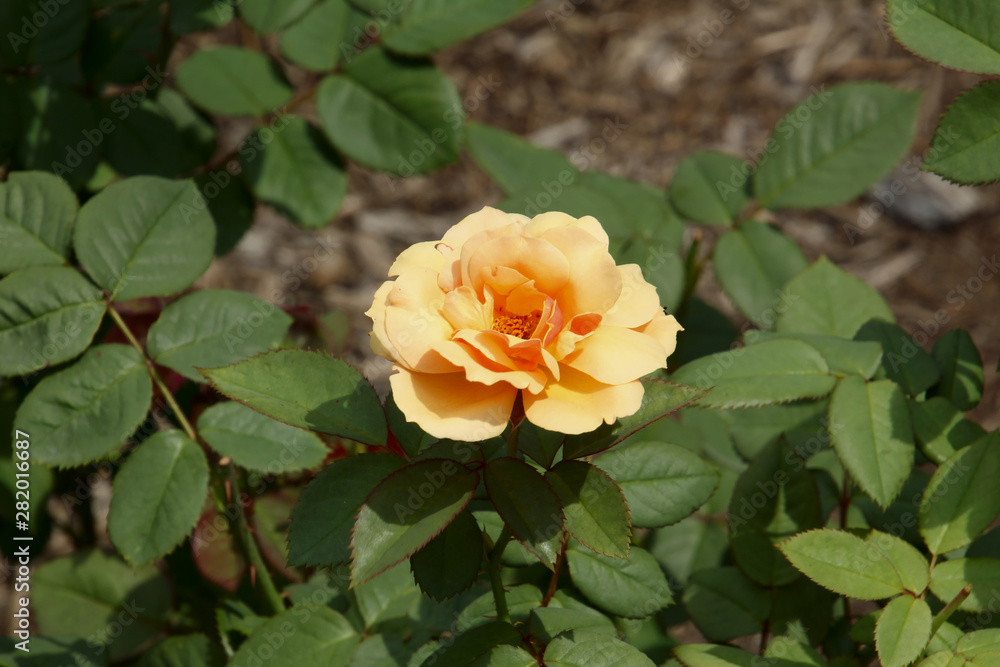 Dark Yellow Rose in the Sun Dark Yellow Rose in the Sun