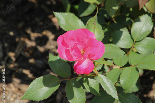 Bright Pink Rose in the Sun