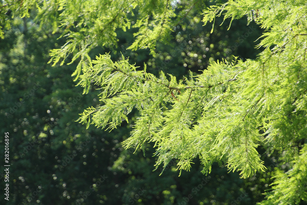Fototapeta premium Light Through the Evergreen Tree