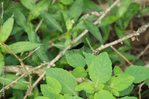 Wallpaper Mural Green and Yellow Dragonfly on a Leaf Torontodigital.ca