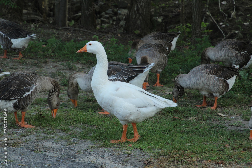 Which One is Not Like the Others? Which One is Not Like the Others?