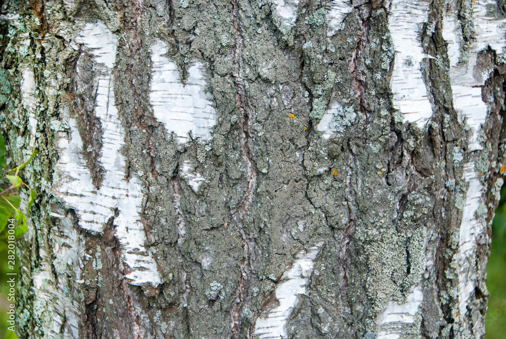 Fototapeta premium Beautiful and varied texture of the tree bark.Relief of the surface of trees.