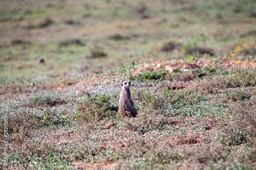 meerkat in south Africa 