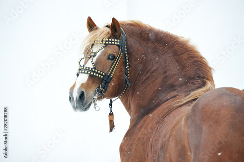 Bild auf Leinwand Chestnut Russian draft horse looking backwards in a bridle standing in a snow