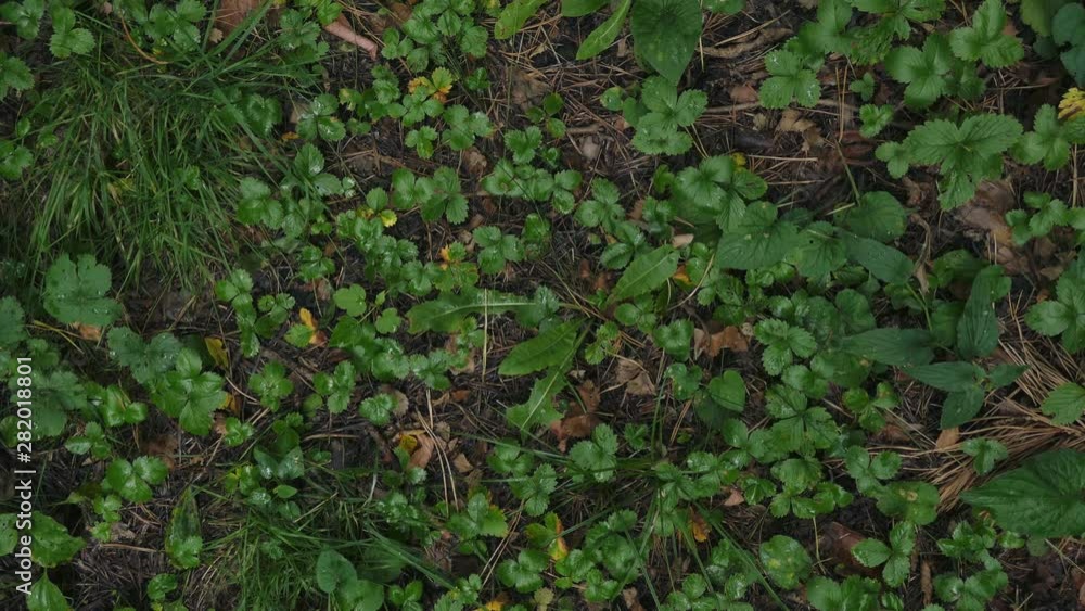 Smooth motion video of strawberries and other forest herbs after rain in soft lighting. View from above. Can be used as texture, background for text in openings and intro. Use of masks(matte) is poss. Smooth motion video of strawberries and other forest herbs after rain in soft lighting. View from above. Can be used as texture, background for text in openings and intro. Use of masks(matte) is poss.