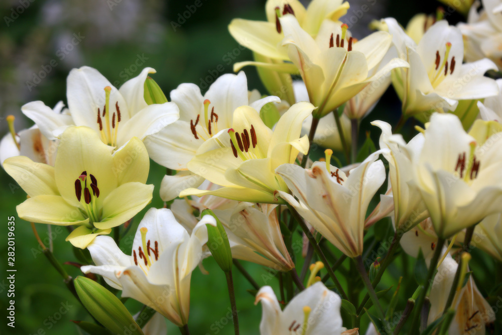 Many tiger lily flowers in the garden Many tiger lily flowers in the garden