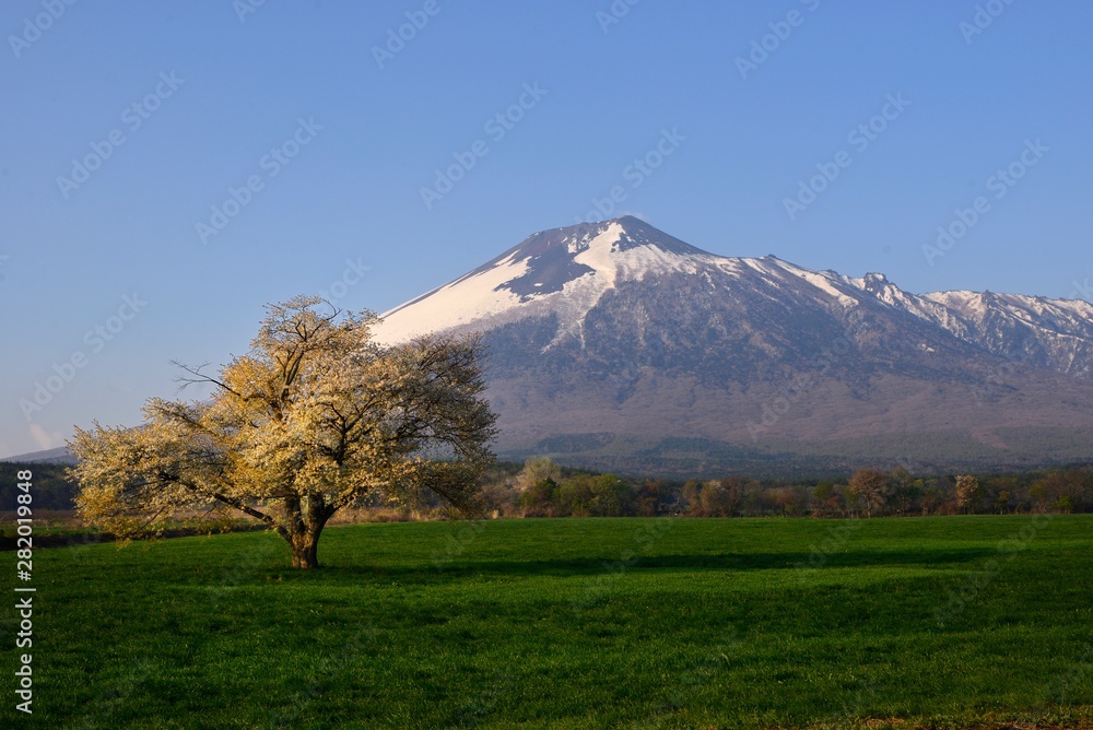 Fototapeta premium カスミザクラと岩手山