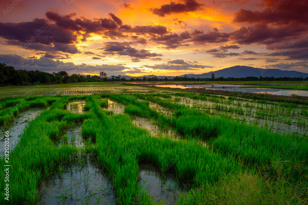 Φωτογραφία Beautiful rice field landscape of farmers in rural Chiang Mai, Thailand in the e