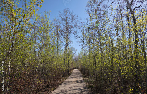 Spring forest with fresh green leaves on trees and clear blue sky