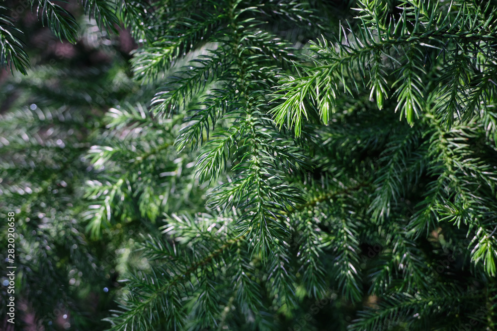 Norfolk Island Pine under the sunlight with smooth background
