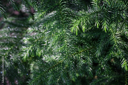 Norfolk Island Pine under the sunlight with smooth background