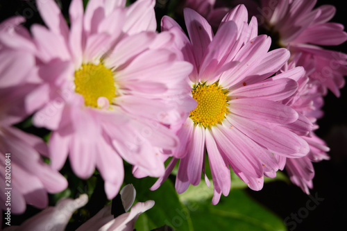 A group of pink blooming chrysanthemum under sunlight with soft shadows and green leaves on the background