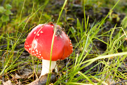 photo beautiful mushroom