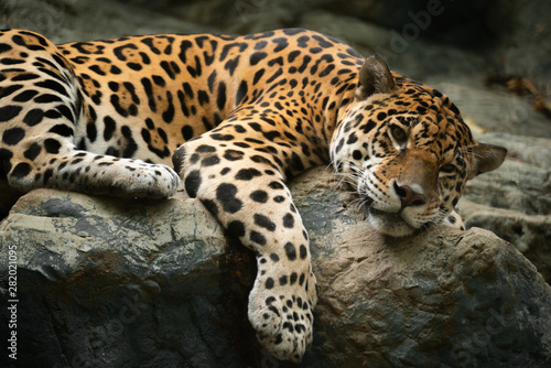 Photographie jaguar resting on the rock
