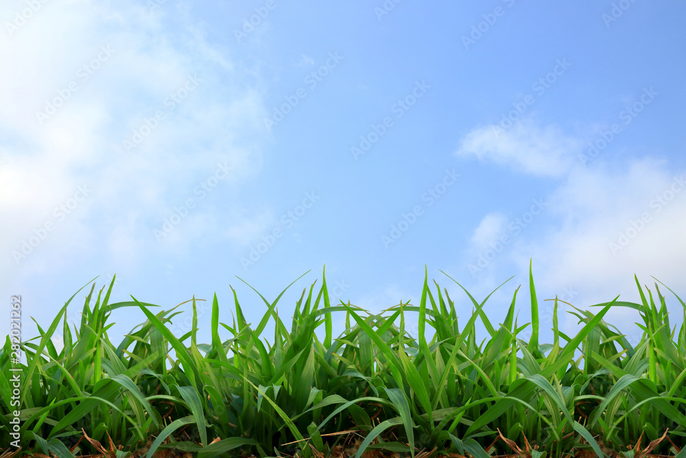 Green grass and sky with space for writing messages Green grass and sky with space for writing messages