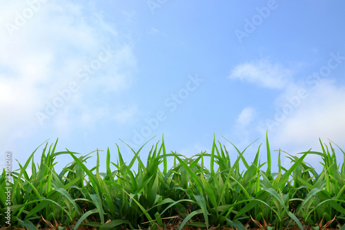 Green grass and sky with space for writing messages