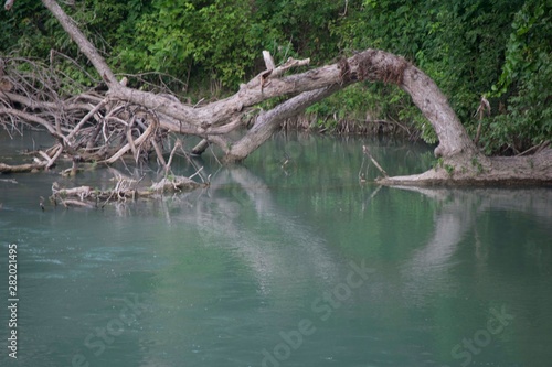 Tree reflecting in river
