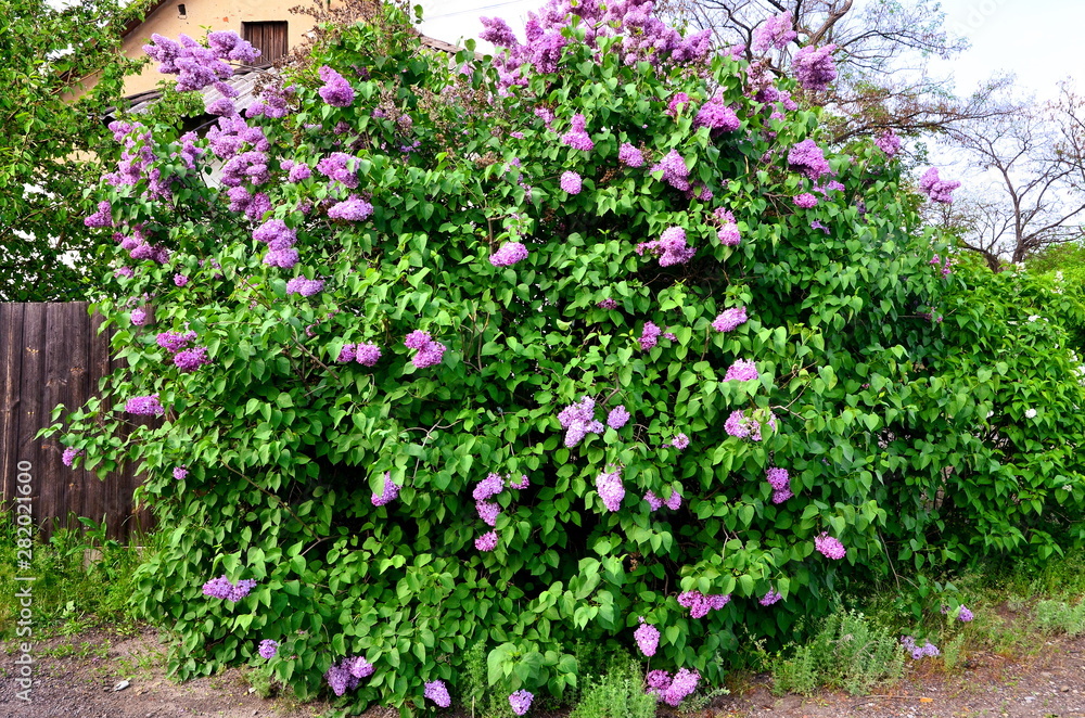 Beautiful bush of lilac ordinary on a warm summer day.
