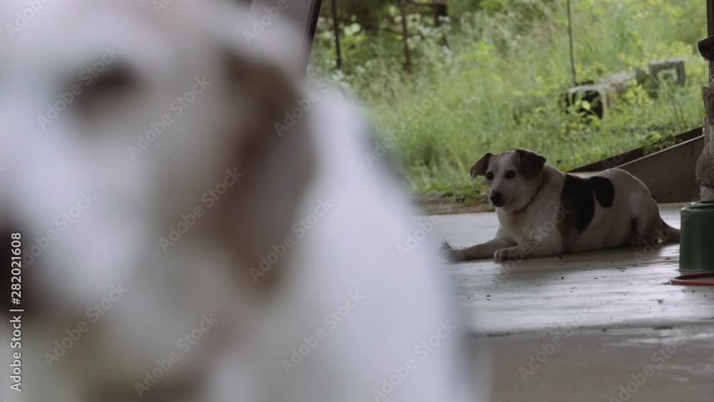 Pair of Beagles Relaxing Together on a Patio in the Woods, Blurring Focus From One Beagle to the Other Pair of Beagles Relaxing Together on a Patio in the Woods, Blurring Focus From One Beagle to the Other