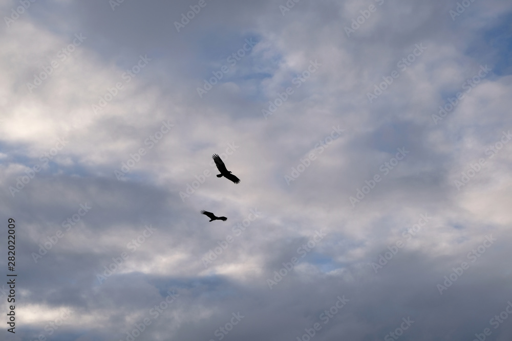 Birds in the sky Birds in the sky