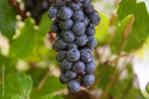 bunch of grapes hanging on a vine close-up