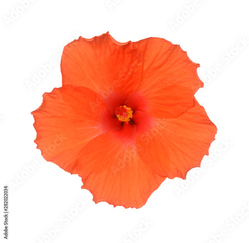  hibiscus flower