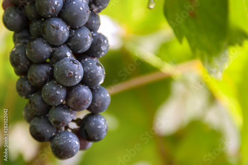 bunch of grapes hanging on a vine close-up