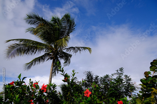 Palm tree, red flowers, blue cloudy sky on a tropical resort